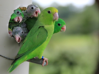 A small green parrot stands at the entrance to an artificial nest box, which is constructed from a wide PVC pipe. Five parrotlet babies stick their heads out of the nest entrance.