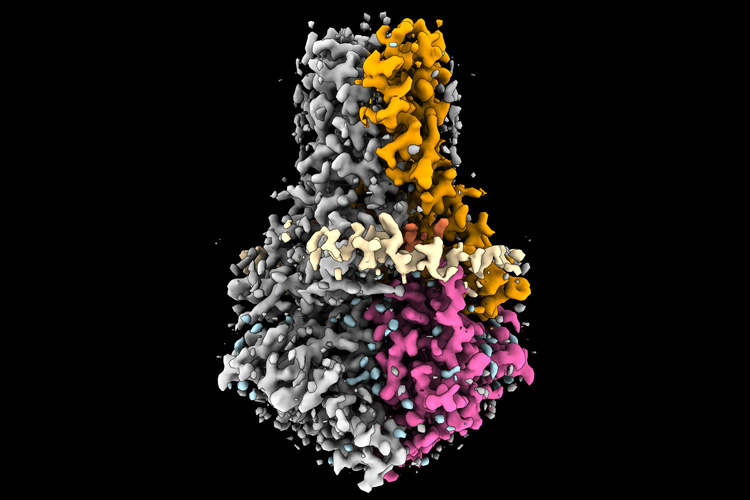 colored structure of coronavirus protein 3a showing a collection of proteins ini a pear shape. Some are colored pink, others grey, tan and orange 