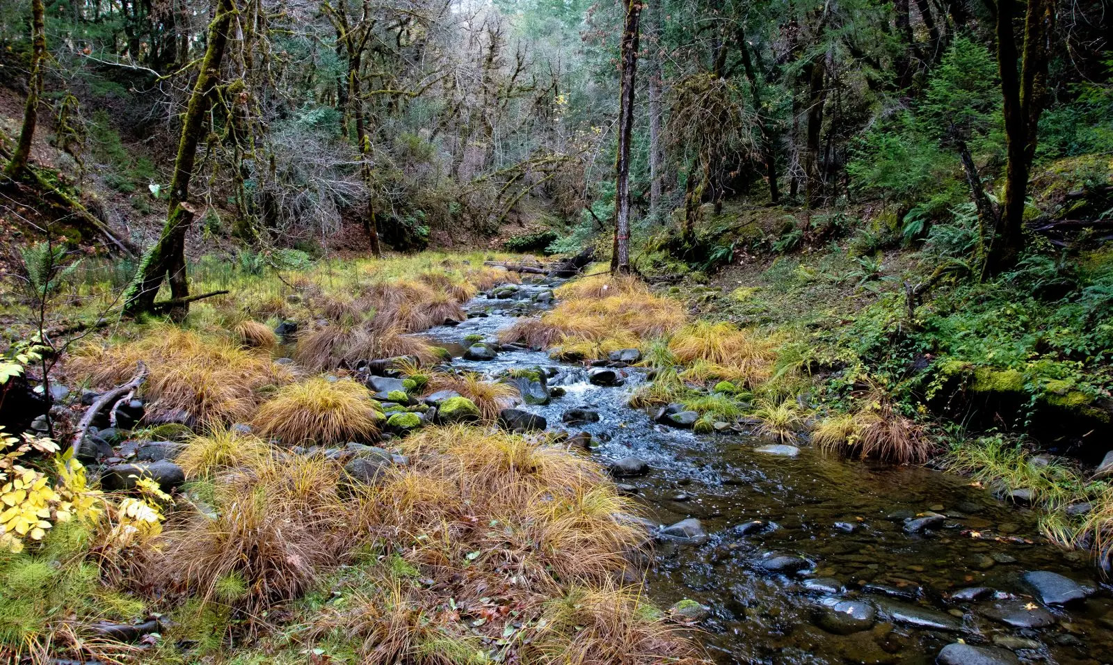 creek running through green treed wilderness
