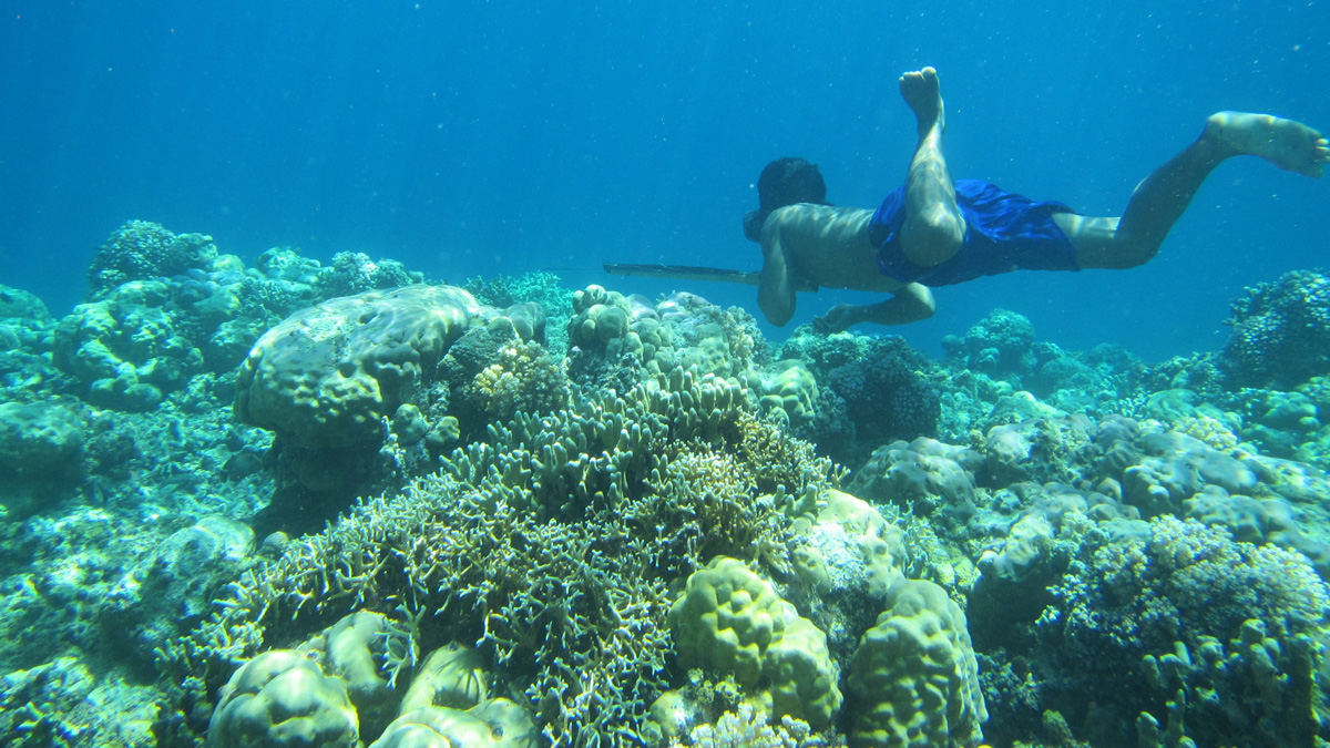 Snorkeler surrounded by coral
