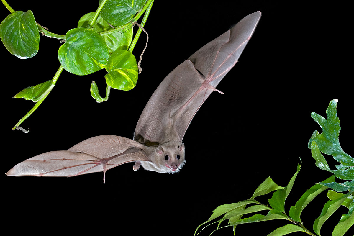 A bat flies between two green plants