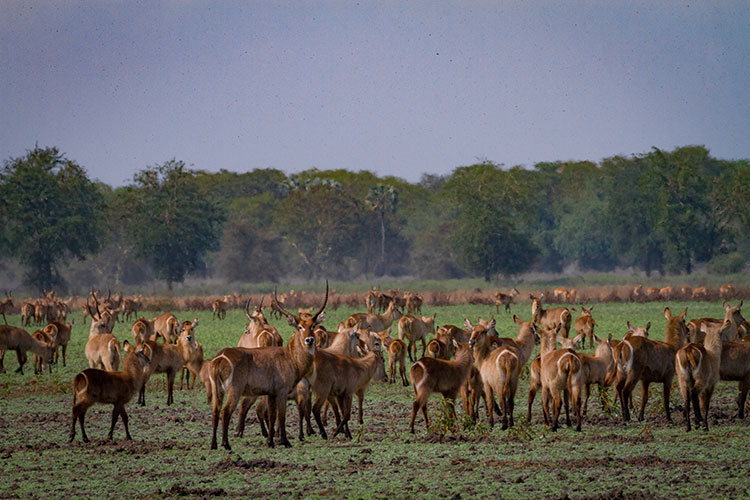 A photo of waterbuck in an open field in Mozambique's Gorongosa National Park