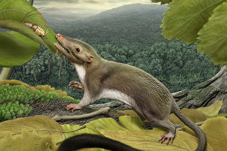 Artistic reconstruction of an ancestral placental mammal living during the Age of Dinosaurs.