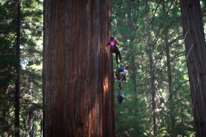 Climbers on giant sequoia.