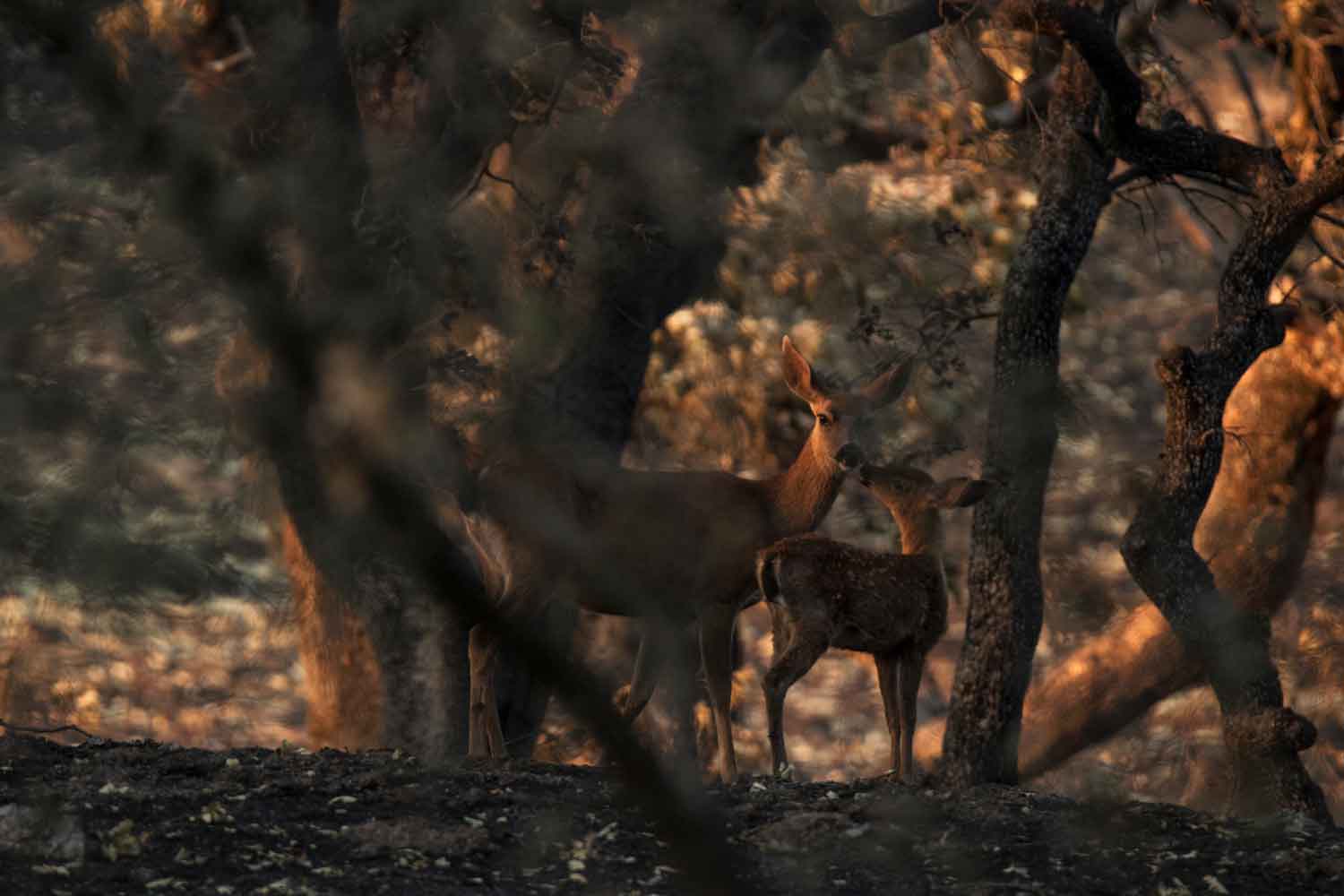 A black-tailed deer with her fawn, seen after the 2018 Mendocino Complex Fire.