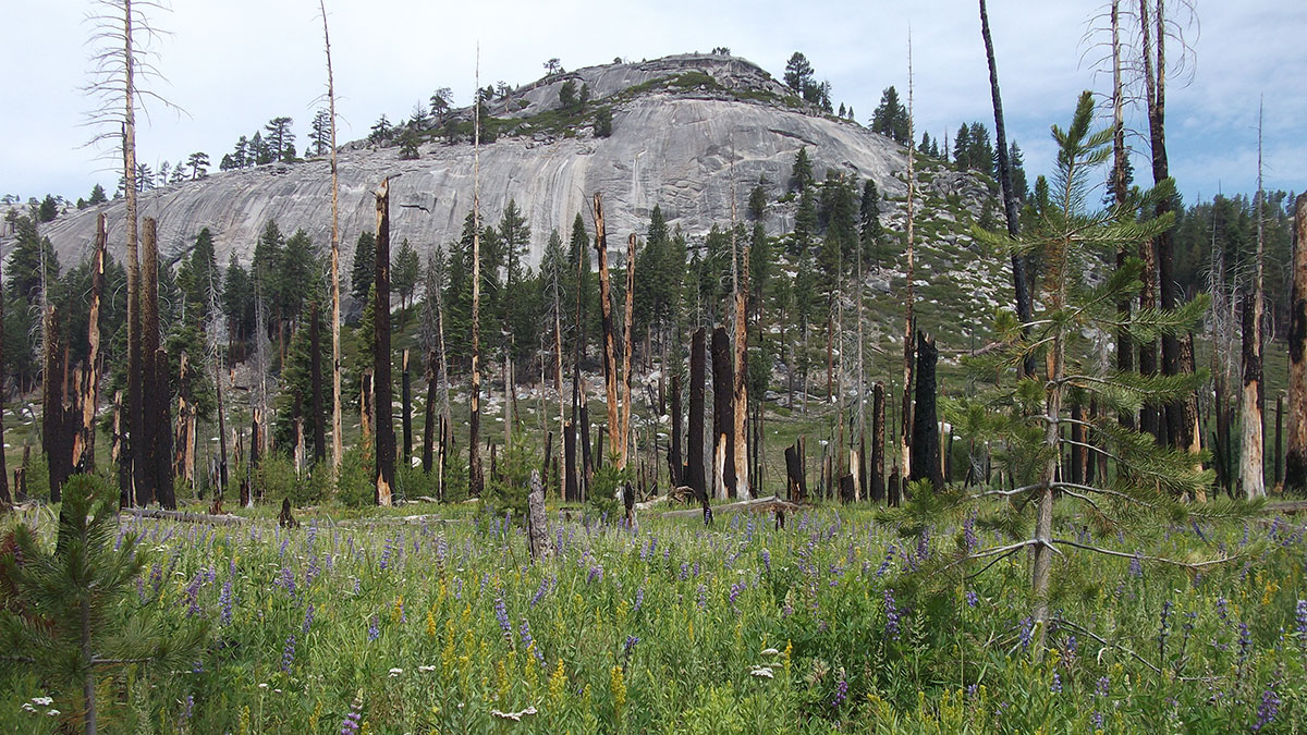 A photo shows a field of wildflowers that grow amidst the blackened trunks of burned trees.
