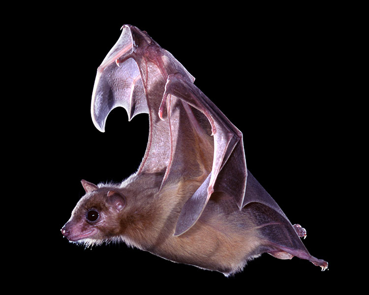 A photo of an Egyptian fruit bat flying against a black background
