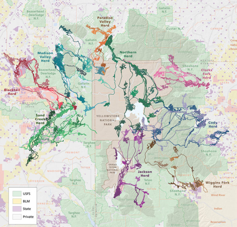A map of the migratory routes of the nine major elk populations of the Greater Yellowstone ecosystem