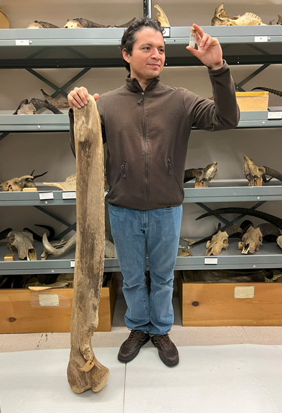 a man standing with a whale jaw nearly as tall as he is, with a vial containing the tiny jaw of a bat