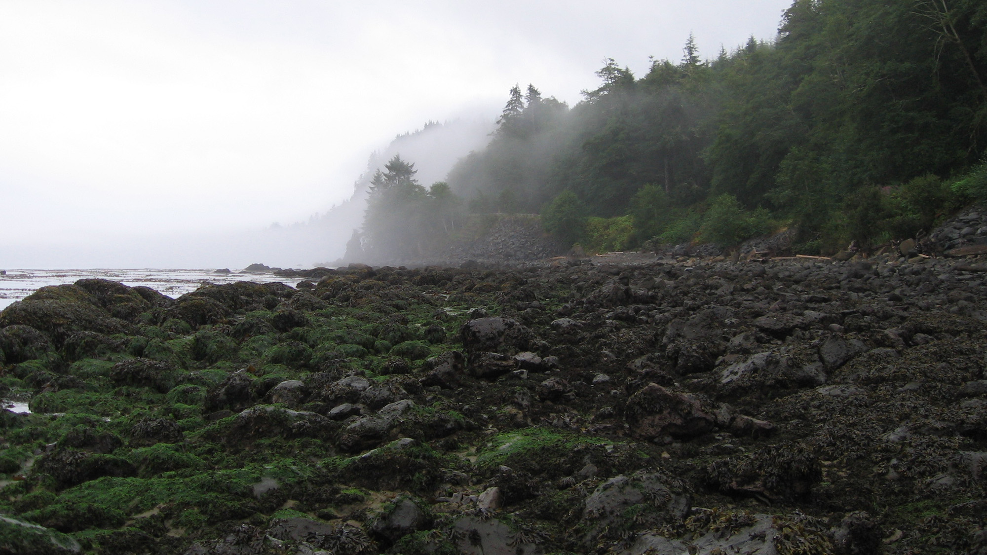 fog in green trees along beach with algae-covered rocks in foreground