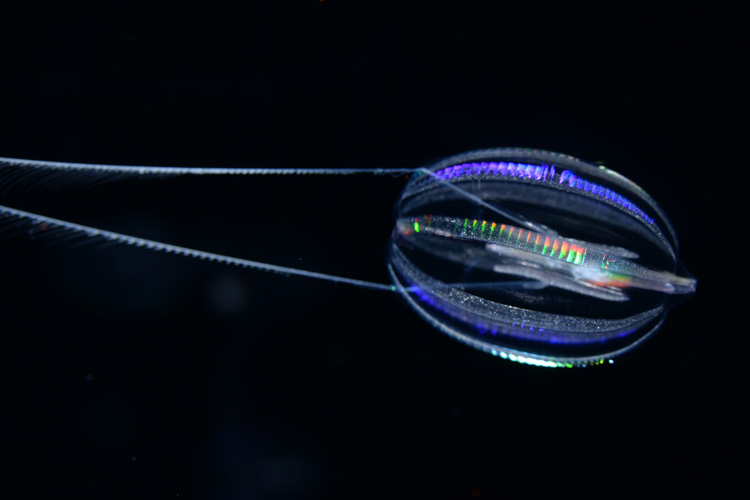 a gooseberry-shaped transparent comb jelly with tentacles