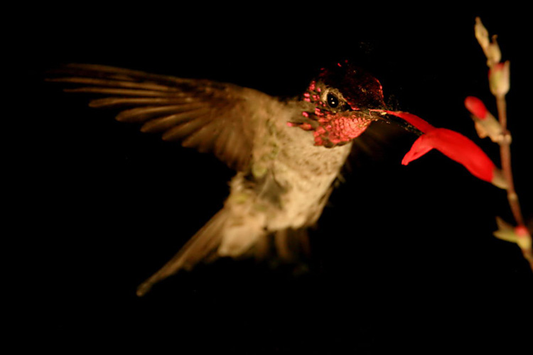 a hummingbird with red throat sipping from a red flower, against a black background