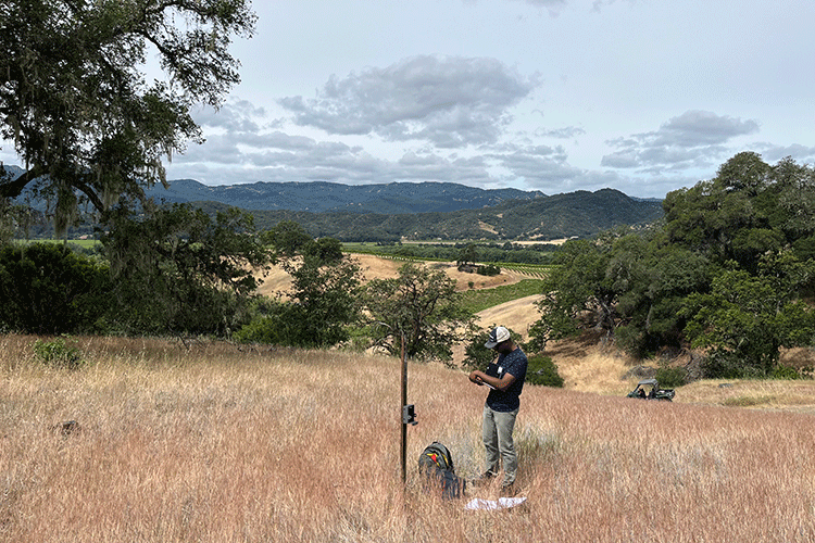 Alt: A photo shows a view of grassy hillsides punctuated by oak trees. In the foreground, a researcher stands next to a post that has been inserted into the ground