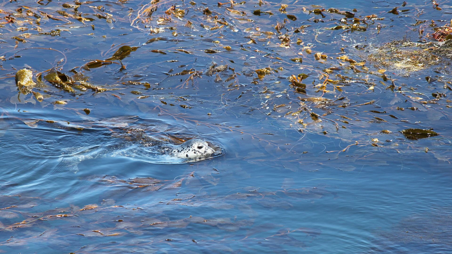black-spotted head of seal moving through blue waters filled with brown kelp