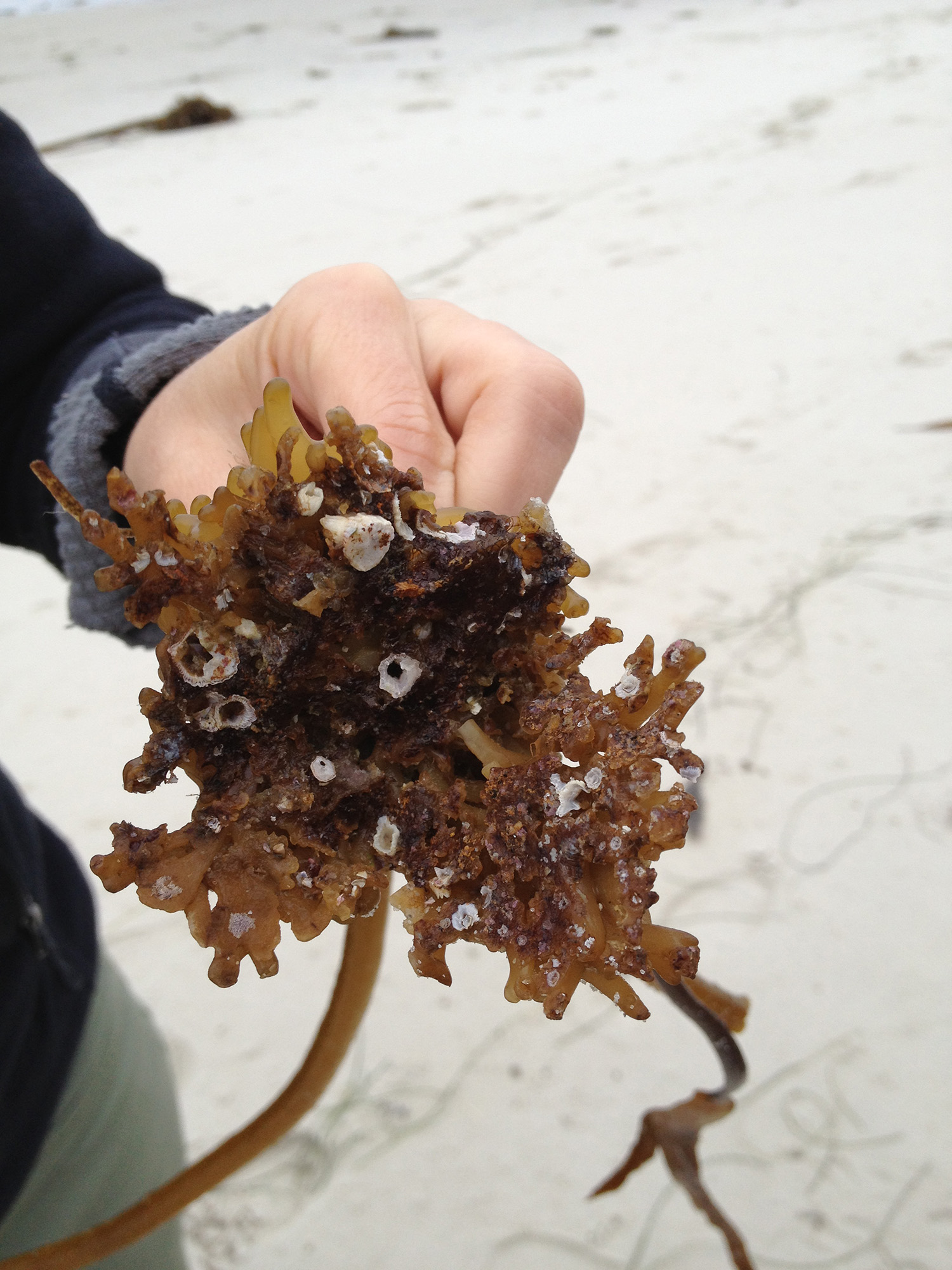 image of a person holding up a kelp