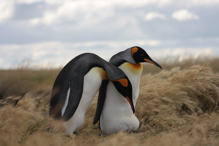two king penguins among blowing grass