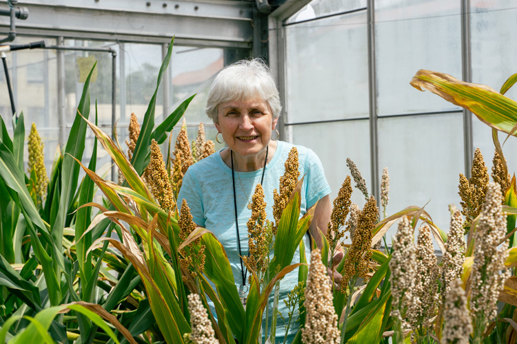 woman standing among sorghum stalks in greenhouse