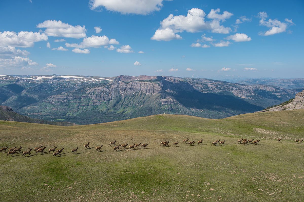 A herd of elk run along a high plateau