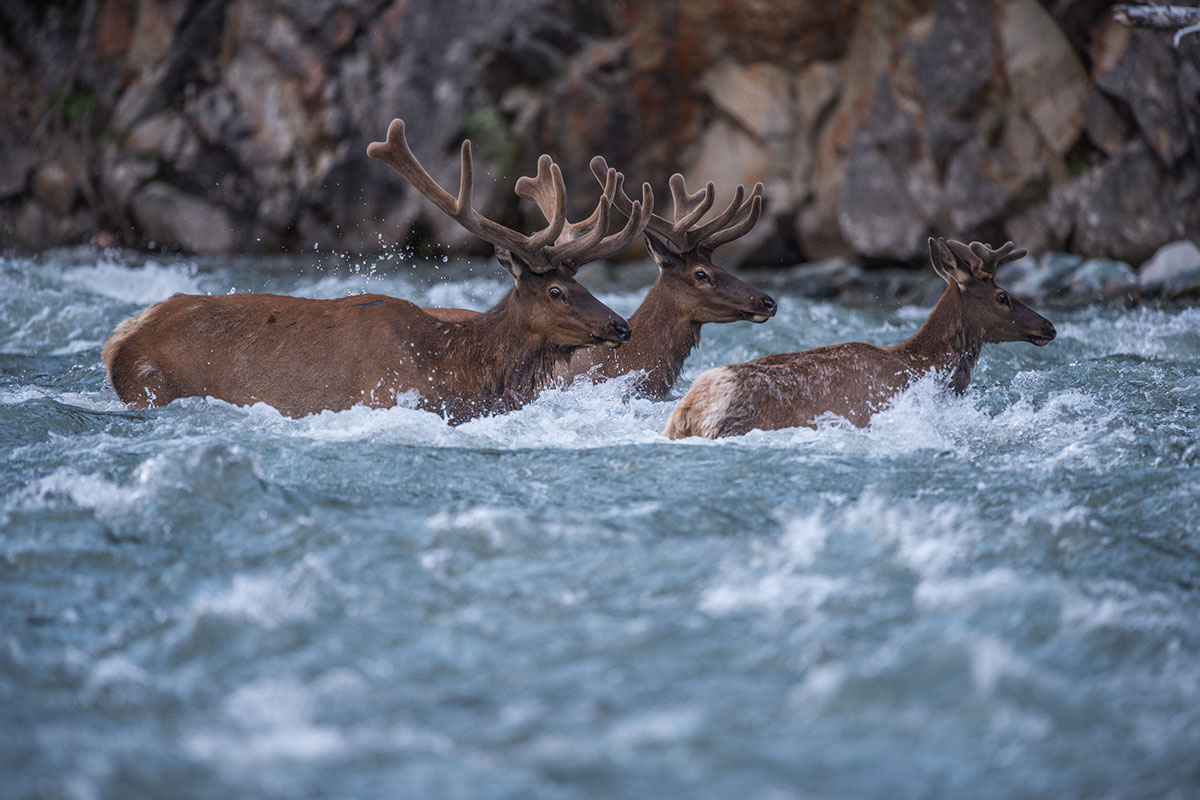 group of elk crossing a river