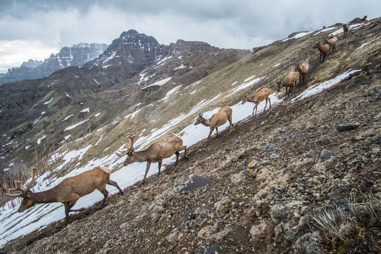 A line of elk on a mountainside
