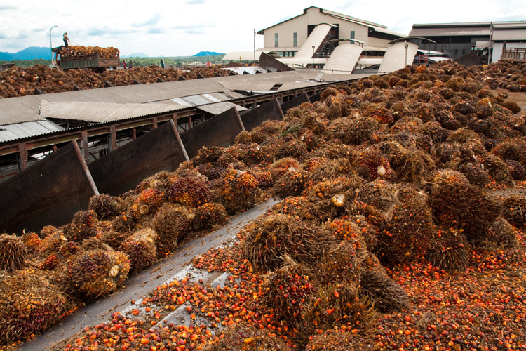A palm oil processing plant in Pasoh, Malaysian peninsula. (Matthew Luskin photo)