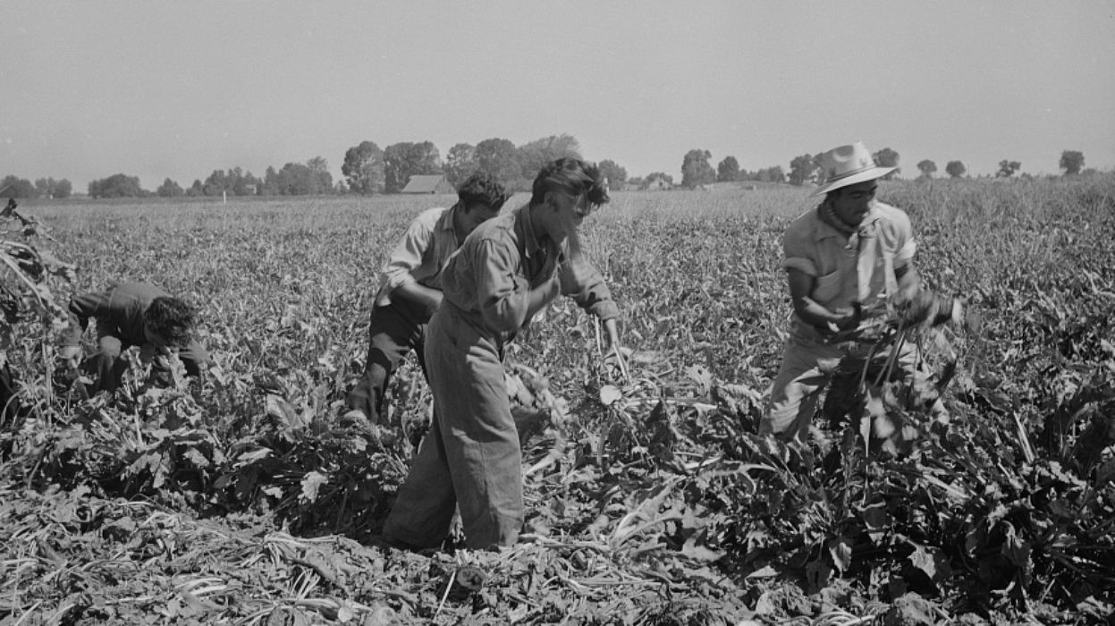 Mexican farmworkers harvesting crops.