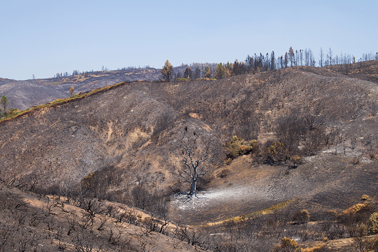 A photo shows a hillside in which all plant life has been reduced to ash.