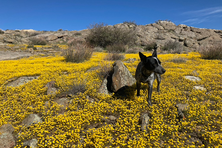 a blue heeler dog among yellow daisies