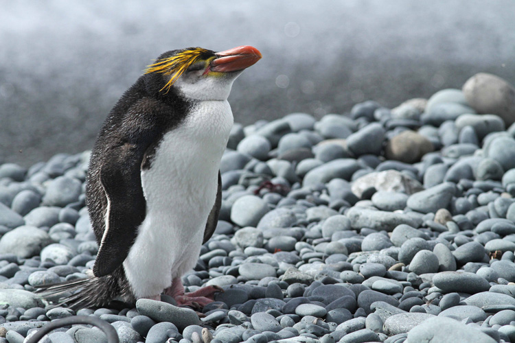 a royal penguin with its eyes closed against the bad weather