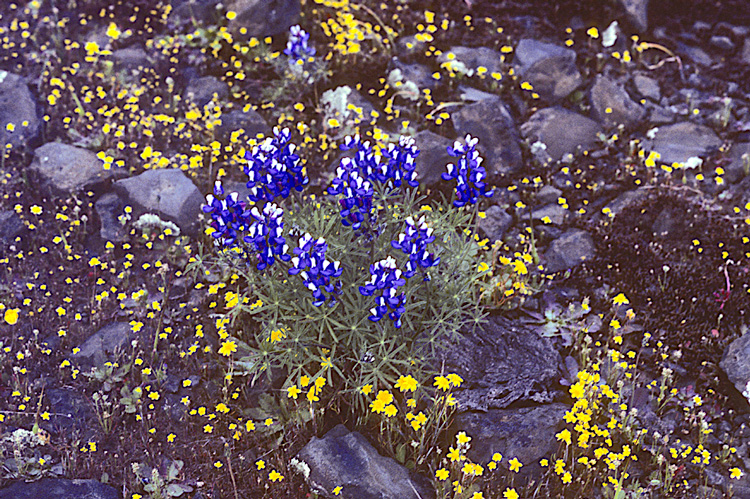 flowers at Table Mountain in the northern Sierra