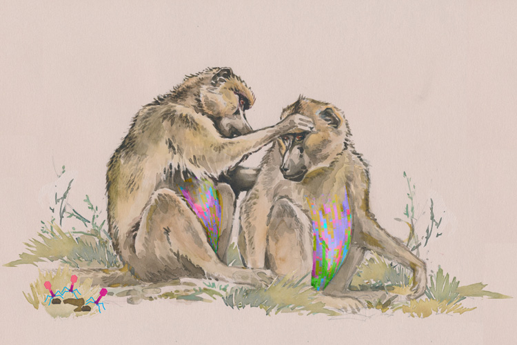 baboons grooming one another