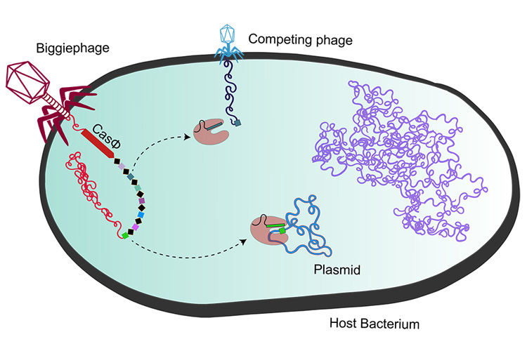 graphic showing how a megaphage injects a Cas gene into a bacterium, turning on the bacteria's defenses against competing viruses
