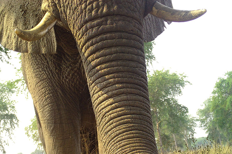 A camera trap photo shows an elephant trunk