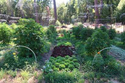 A small garden in the woods growing lettuce and cannabis plants.