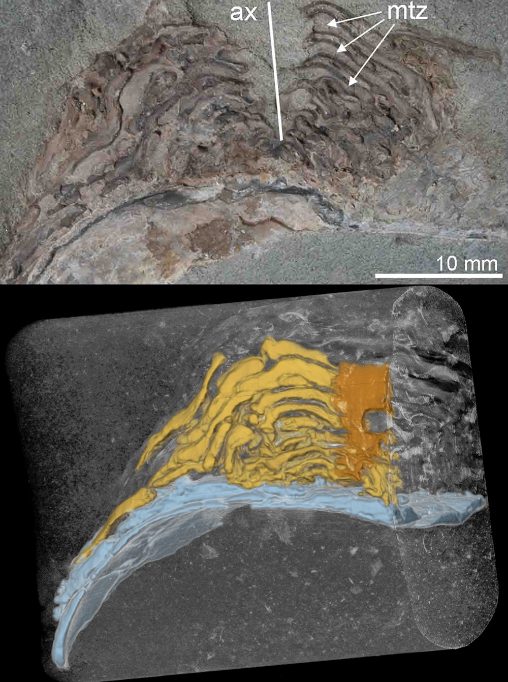 photo of fossilized holdfast and a colorized X-ray scan of the fossil
