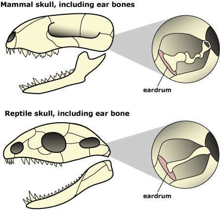 sketches of the skull of a mammal and of a lizard, showing bones in the jaw