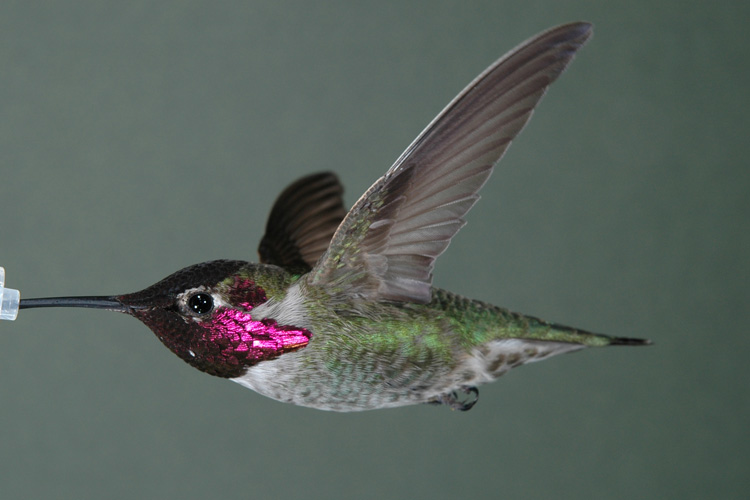 a red-throated hummingbird hovering in front of a feeder