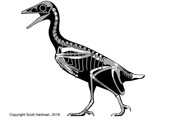 skeleton of fossil bird