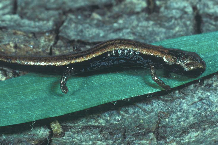 juvenile salamander