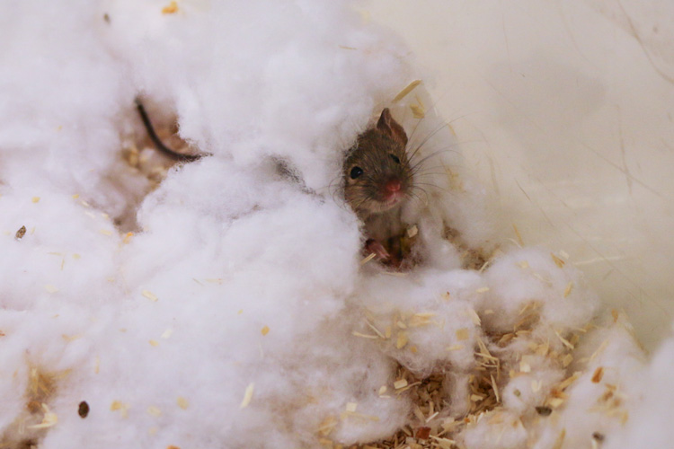 a mouse peeks out from its cotton next