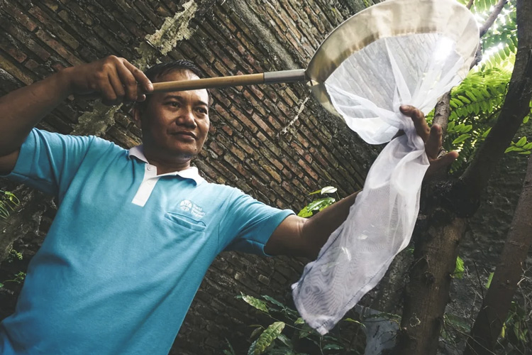 an Indonesian man with a mosquito net catching mosquitoes