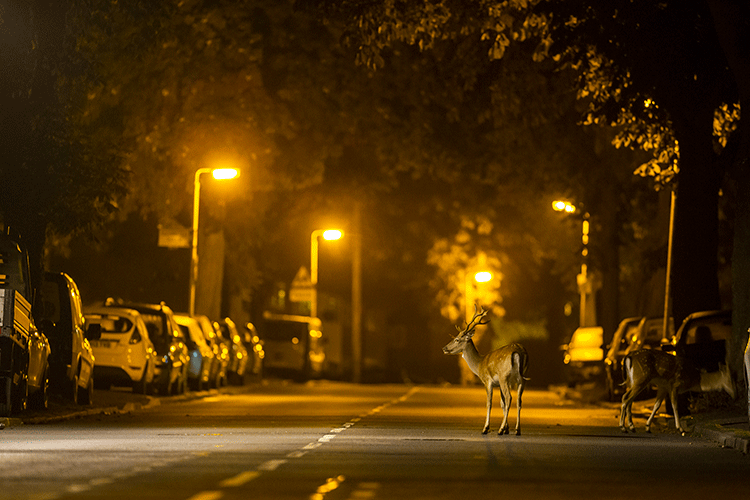 Deer walking in a residential area at night