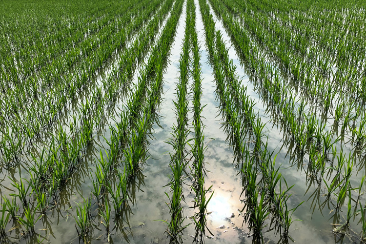 a watery field of green rice plants