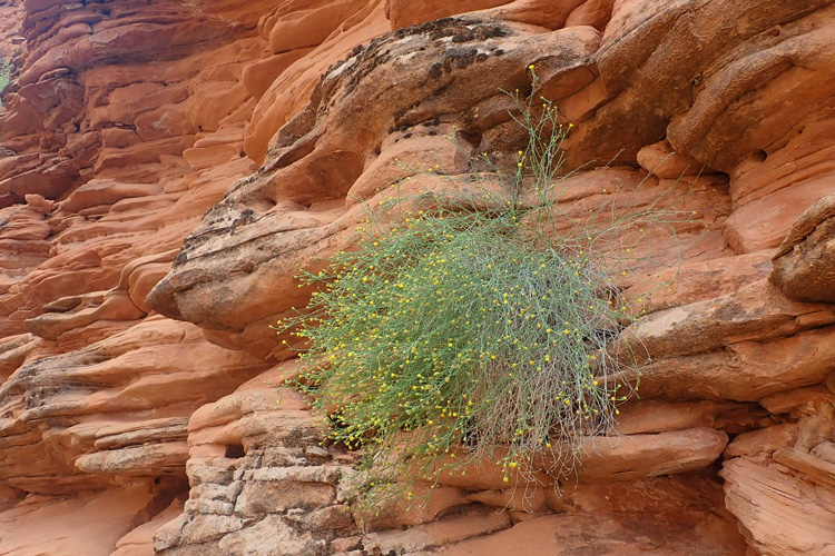 a bushy plant growing on red sandstone