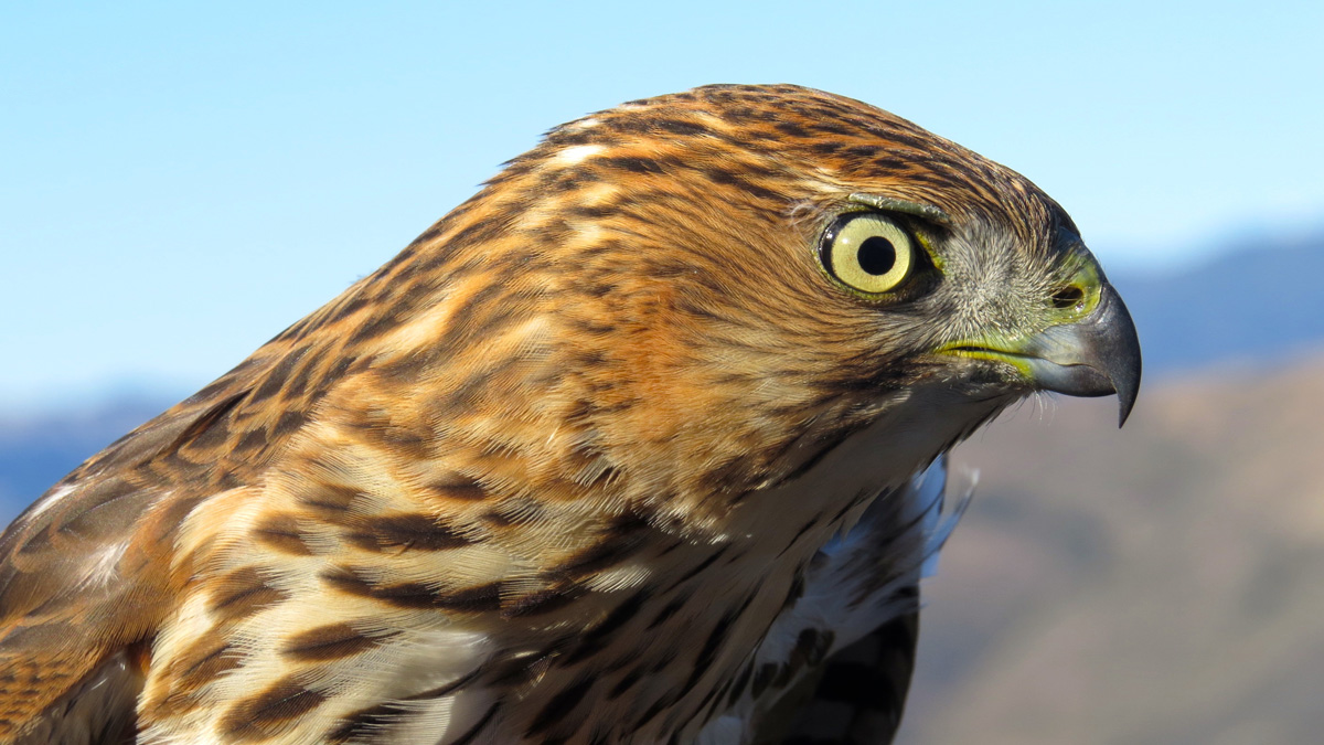 Sharp-skinned hawk in California