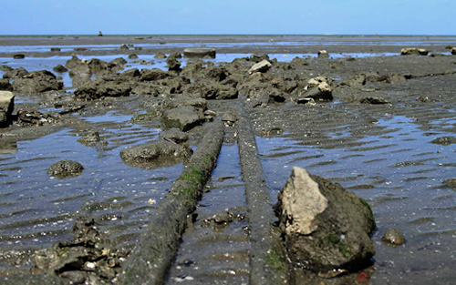 two long telecommunication cables covered in mud run through a shallow area of ocean on the coast of Figi