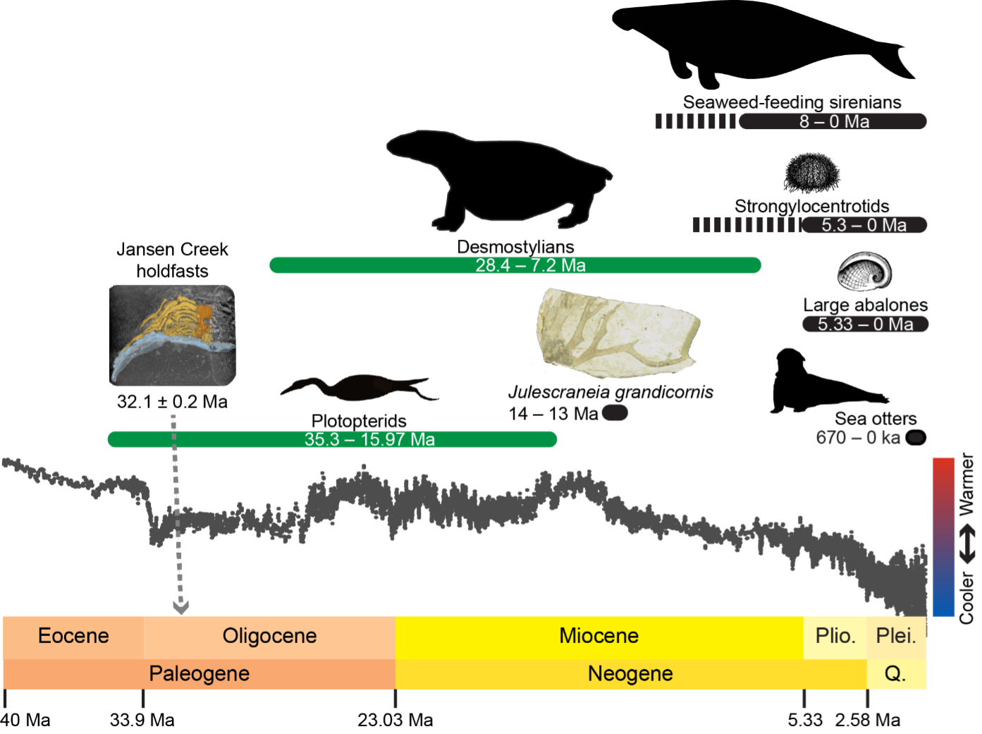 32-million-year timeline of kelp ecosystem, with outlines of various animals that lived there