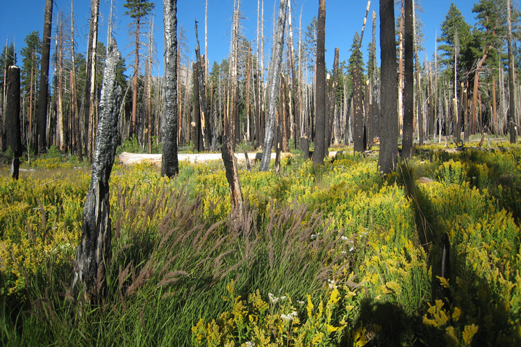 A severe fire cleared an area of forest in the Illilouette Creek basin in Yosemite National Park, allowing it to become a wetland. Wetlands and meadows provide natural firebreaks that make the area less prone to catastrophic fires