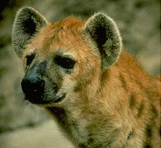The face of a Hyena.