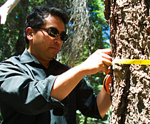 Gonzalez uses a measuring tape on the trunk of a tree.